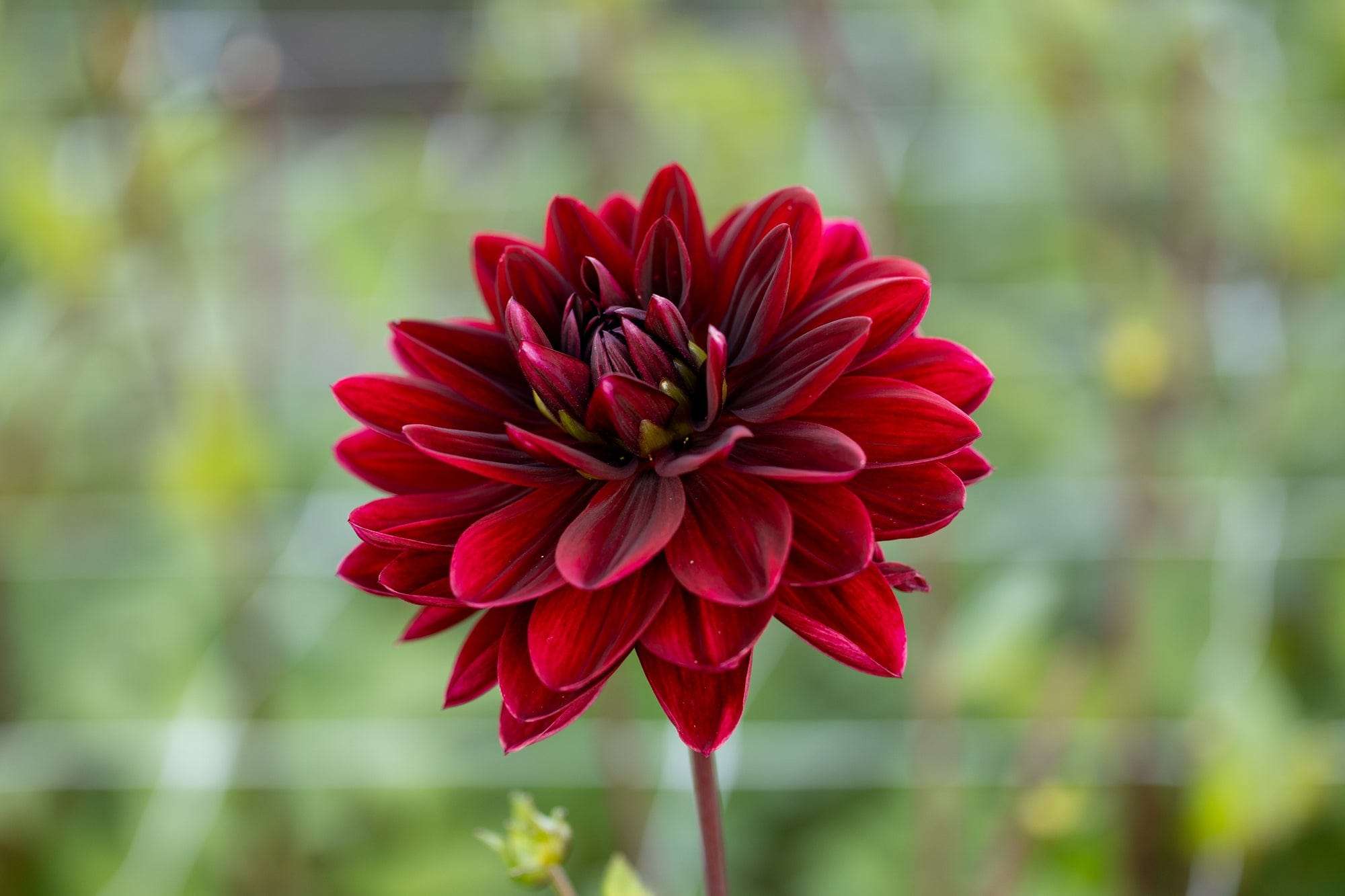 Dahlie 'Sam Hopkins'